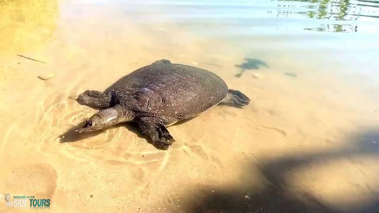 Schildkröten Türkei Side
