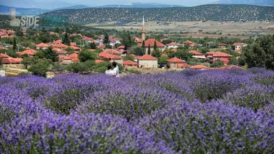 Lavender fields Titreyengöl Turkey