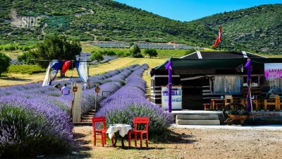 Lavender fields Manavgat Turkey