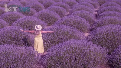 Lavender fields Kızılağaç Turkey