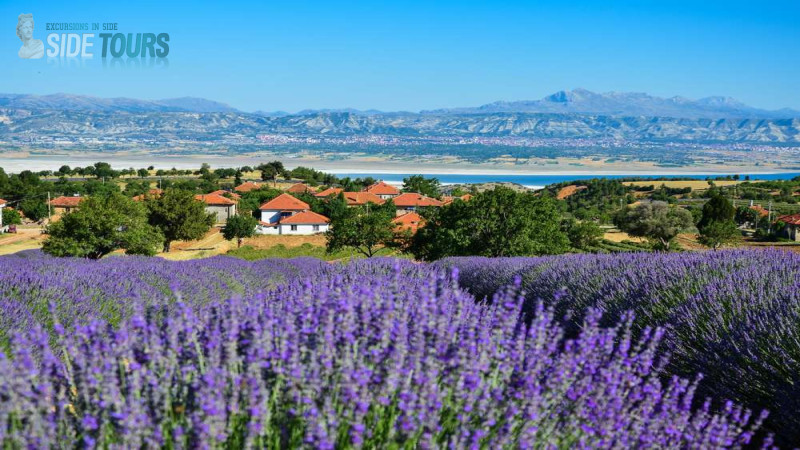 Lavender Fields Side Antalya Kuyucak Village Turkey