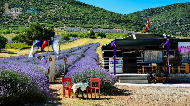 Lavender fields Gundogdu Turkey