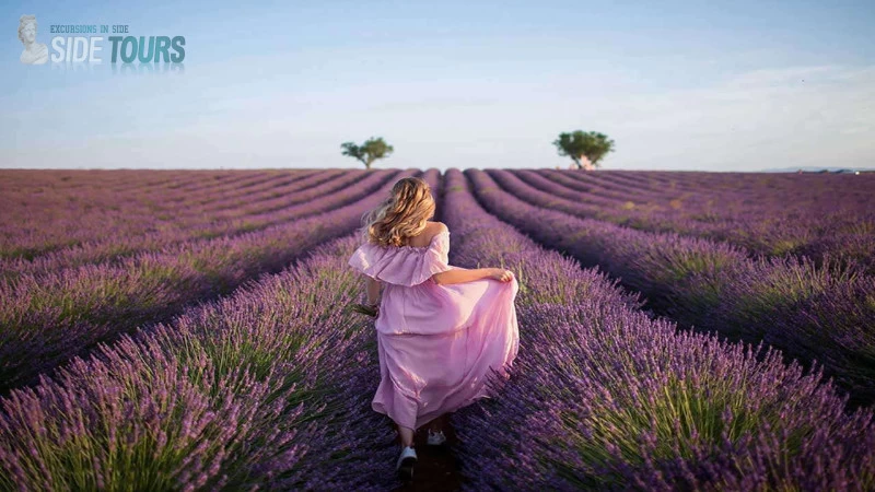 Lavender fields Kızılağaç