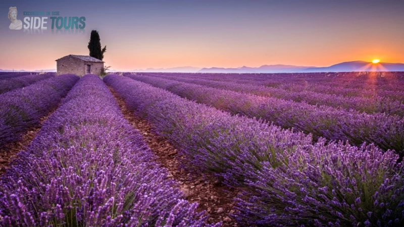 Lavender fields Evrenseki