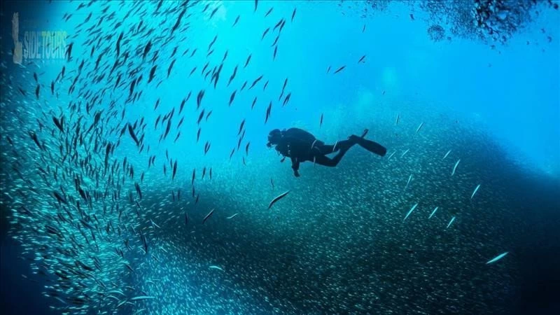 Diving Kızılot