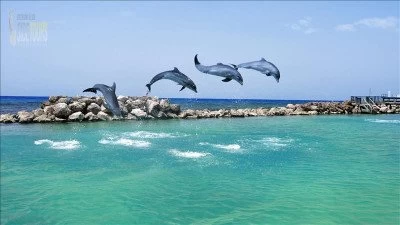Delfinų sala su jachta iš Manavgate