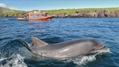 Kızılot Dolphin Island boat trip
