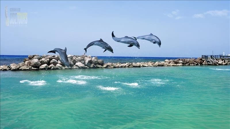 Dolphin island boat trip Titreyengöl