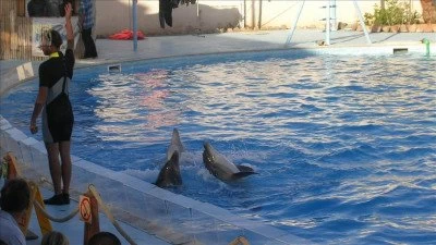 Dolphin Park in Kızılağaç