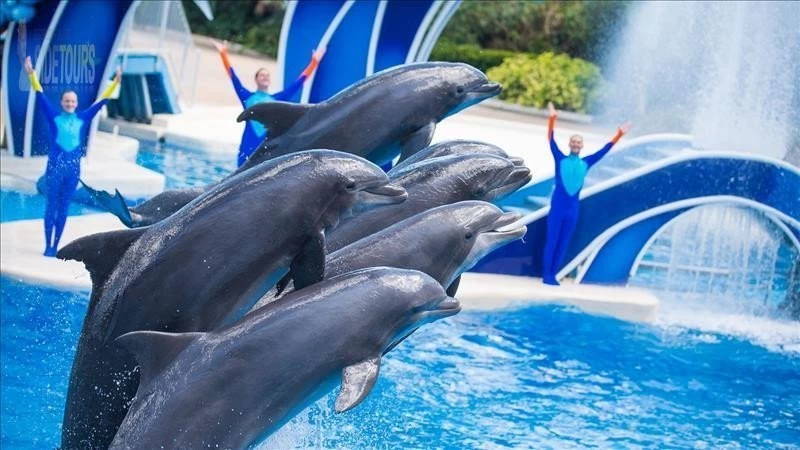 Dolphin park in Çolaklı