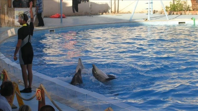 Dolphin park in Kızılağaç