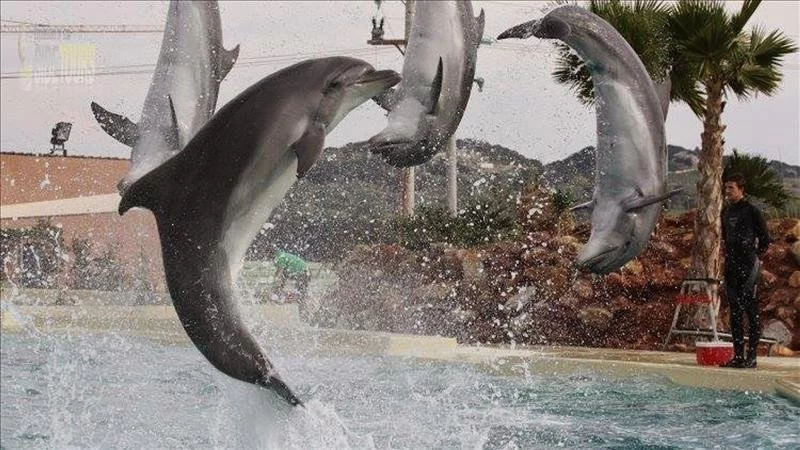 Dolphin park in Titreyengöl