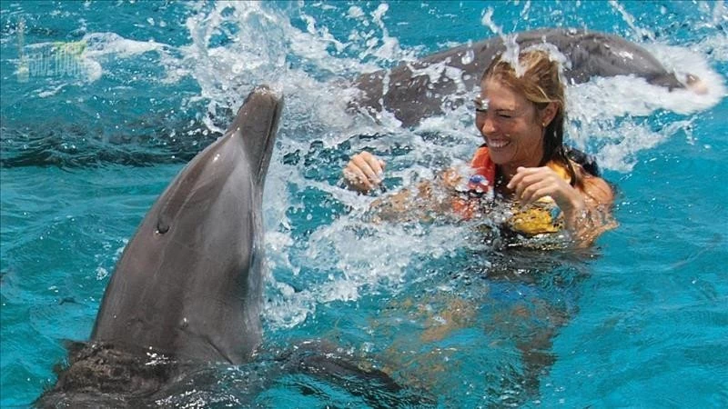 Swim with dolphins in Titreyengöl Turkey