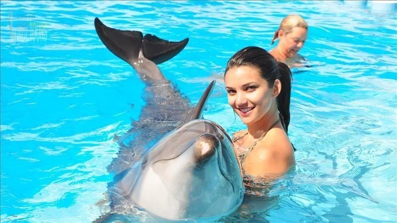 Plaukiojimas su delfinais iš Sidės