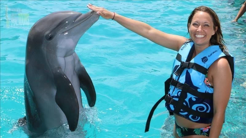 Swim with dolphins in Çolaklı Turkey