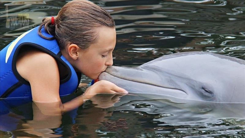 Swim with dolphins in Gundogdu Turkey