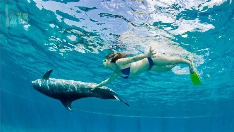Swim with dolphins in Evrenseki Turkey